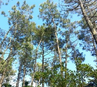 sous les pins....